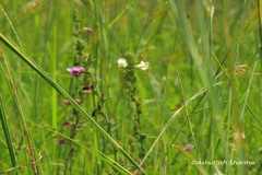 Centranthera cochinchinensis var. nepalensis